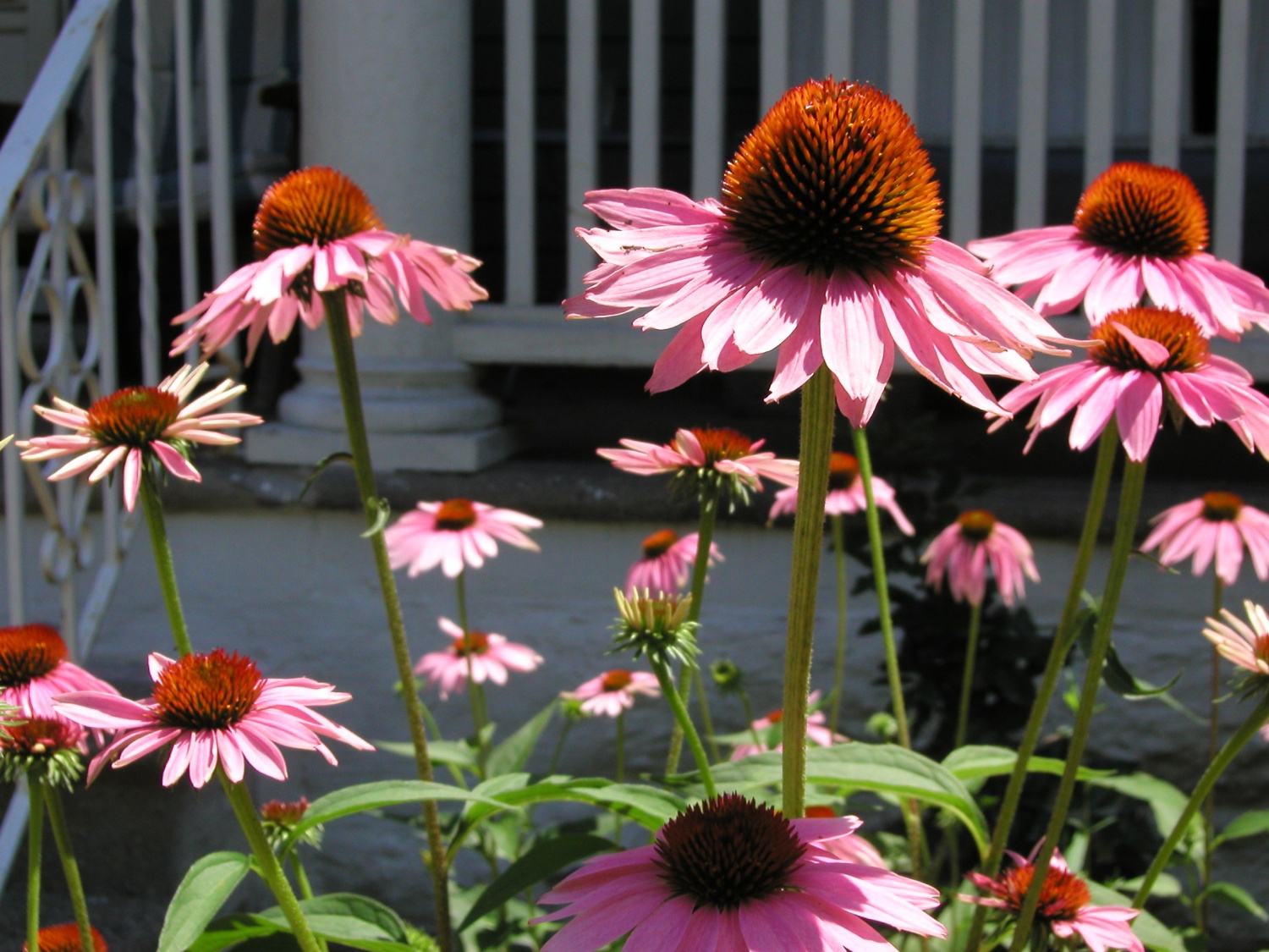 bluishbarnconeflowers